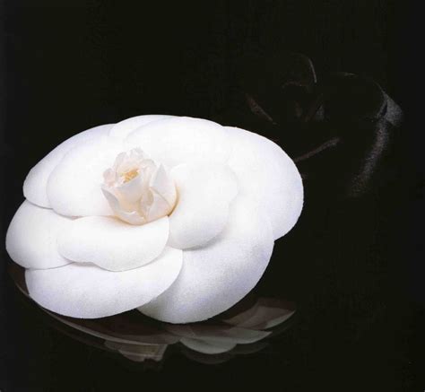 coco chanel favorite flower|coco chanel and camellia.